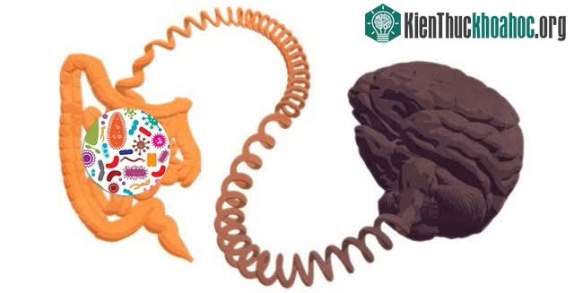 Hệ khuẩn chí đường ruột thường chi phối hành vi của con người.