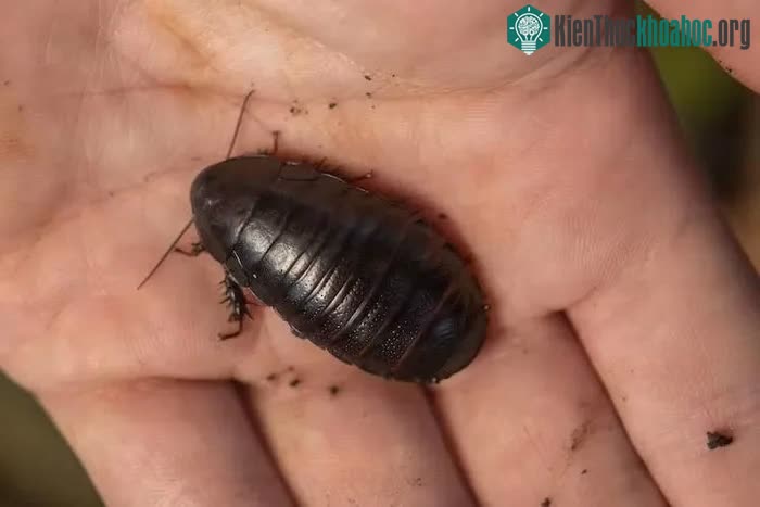 Loài gián Panesthia lata có chiều dài 22-40 mm, với cơ thể màu hơi đỏ hoặc đen