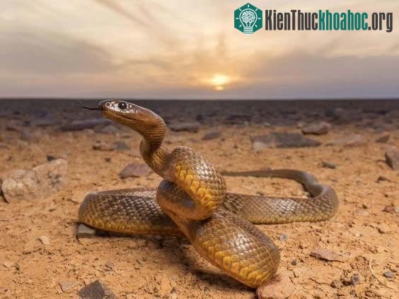 Tốc độ tấn công của rắn Taipan cực nhanh và rất khó phát hiện bằng mắt thường