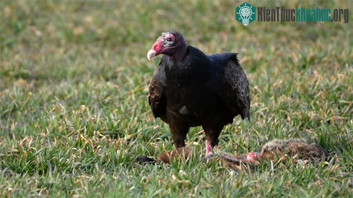 Nếu không có kền kền, các loài động vật khác sẽ ăn xác chết và bị nhiễm virus.