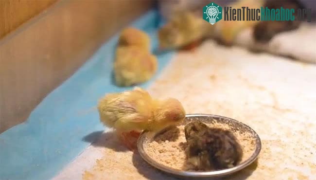 "Nuôi gà nhỏ nhất thế giới" - cơn sốt thú cưng mới có gì thú vị? ảnh 3