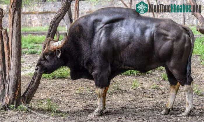 Con người rất khó tiếp cận bò tót vì chúng là loài động vật cực kỳ nhút nhát và thận trọng.