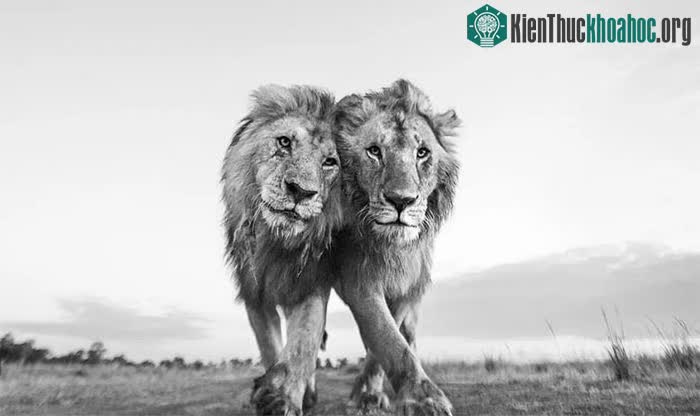 Bức ảnh kỳ ảo về một cặp sư tử trong Khu bảo tồn Quốc gia Maasai Mara, Kenya.