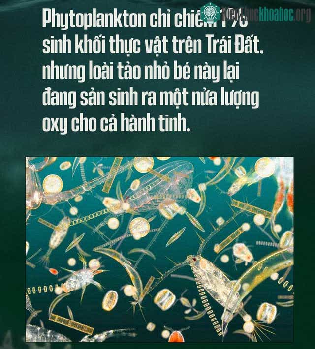 Phytoplankton chỉ chiếm xấp xỉ 1% lượng thực vật trên Trái đất.