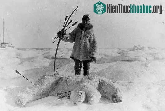&nbsp;Người Inuit phải làm cạn kiệt sức lực của những con vật càng nhanh càng tốt trước khi tiếp cận nó.