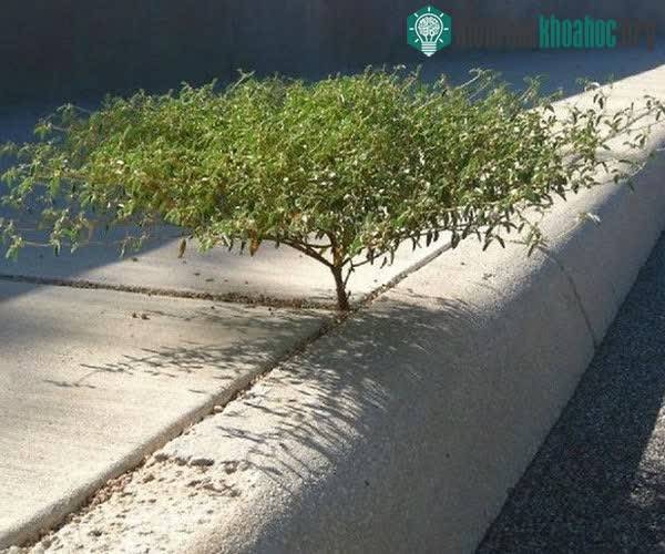 Một cái cây tí hon phát triển trên kẽ đất ở vỉa hè.