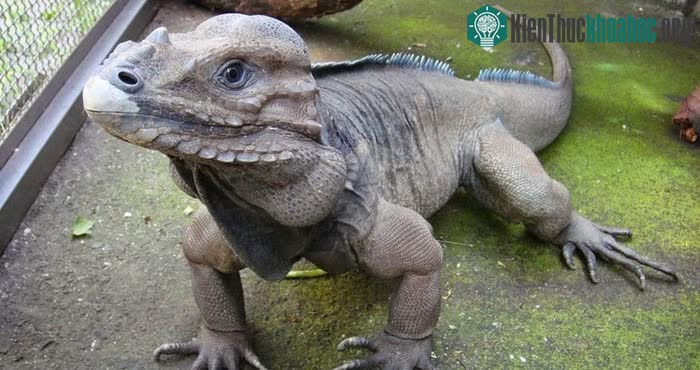 Cự đà tê giác