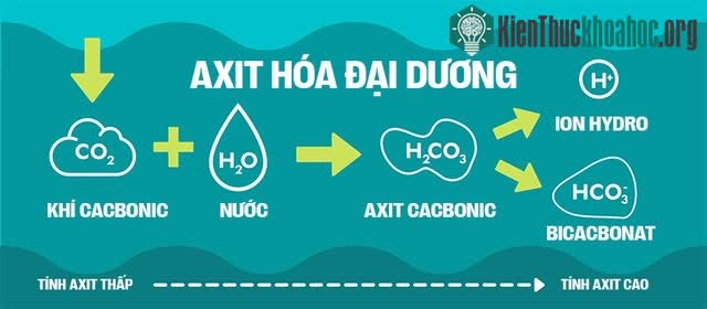 Biển hấp thụ 22 triệu tấn CO2 mỗi ngày, chúng đang làm tan vỏ hàu, tẩy trắng san hô, đại dương bị axit hóa ảnh 6