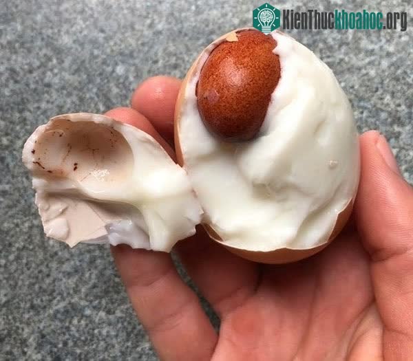 Quả trứng nằm trong trứng.