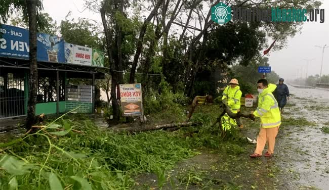 Khu vực cầu Nước Ngọt, xã Lộc Thủy, huyện Phú Lộc, cây trồng khoảng 10 tuổi bị giật đổ.