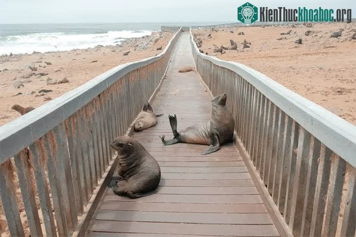 Khu bảo tồn hải cẩu Cape Cross