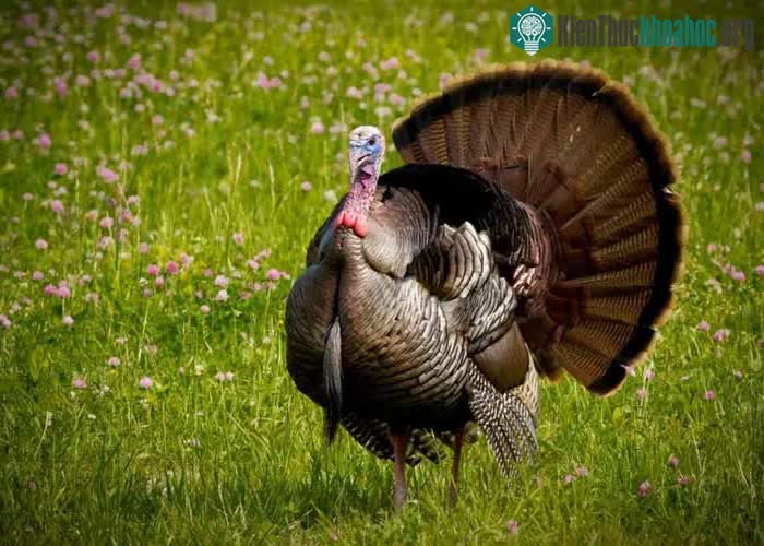 Tổng thống Abraham Lincoln có một con gà tây hoang dã tên là Jack.