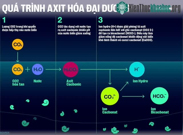 Quá trình axit hóa đại dương
