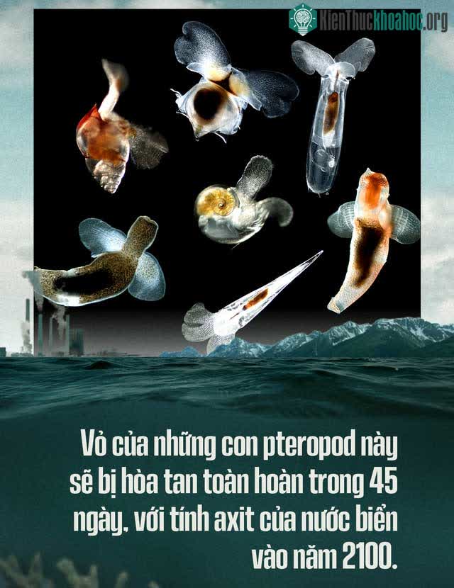 Biển hấp thụ 22 triệu tấn CO2 mỗi ngày, chúng đang làm tan vỏ hàu, tẩy trắng san hô, đại dương bị axit hóa ảnh 9