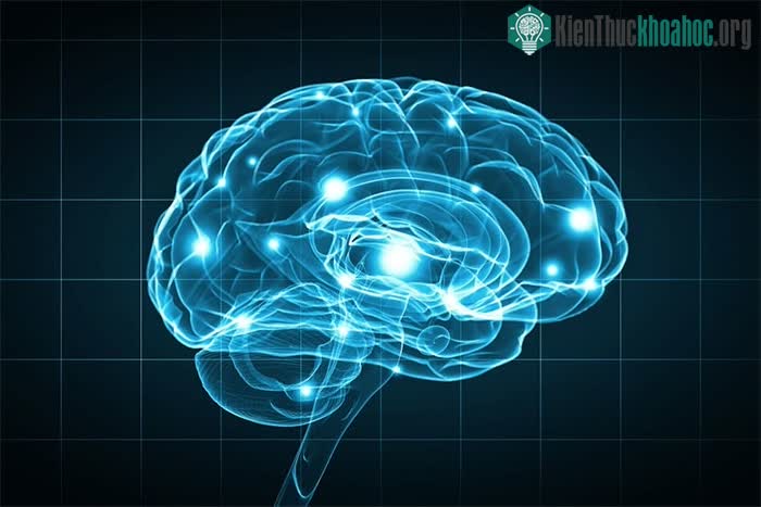 Nhờ cấy gene não người, chuột học nhanh và ghi nhớ lâu hơn