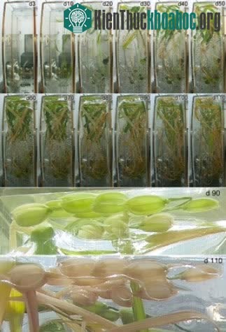 Toàn bộ vòng đời của cây lúa trồng trong không gian.