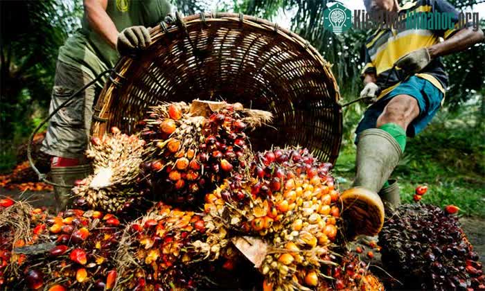 Công nhân thu hoạch cọ.