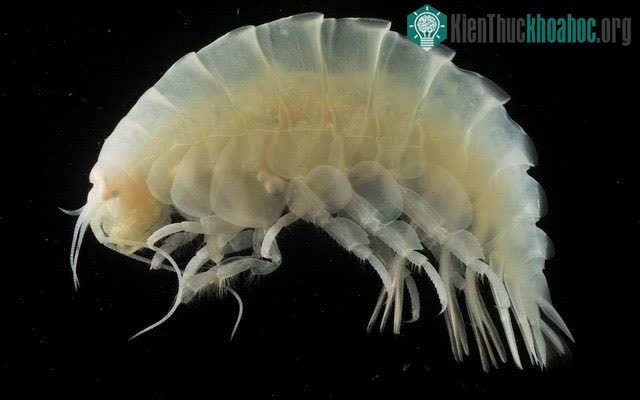 Một loài amphipod sống ở rãnh Mariana.