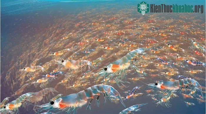 Ước tính đại dương có khoảng 30 nghìn tỷ con tôm Nam Cực.