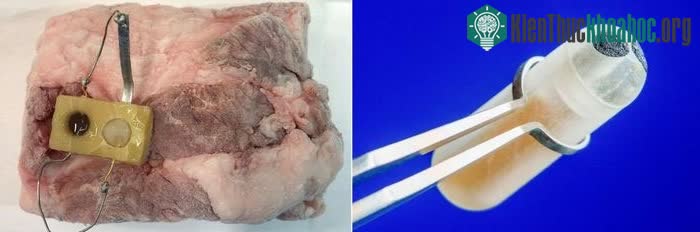 Cảm biến giúp đo mức glucose trong ruột (trái) và cảm biến báo thực phẩm cấp đông đúng cách (phải).