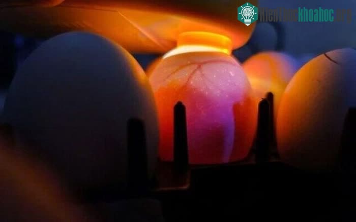 Công nghệ trứng Golda chỉ cho ra gà mái của Israel.
