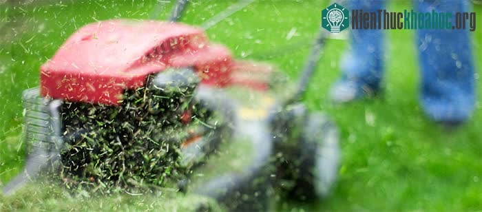 Các nhà khoa học tìm được cách biến cỏ thành xăng chỉ trong vài tuần