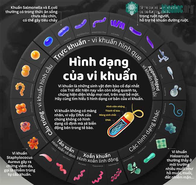 Hình dạng của vi khuẩn, dạng sống cổ đại nhất hành tinh xuất hiện 3,8 tỷ năm trước