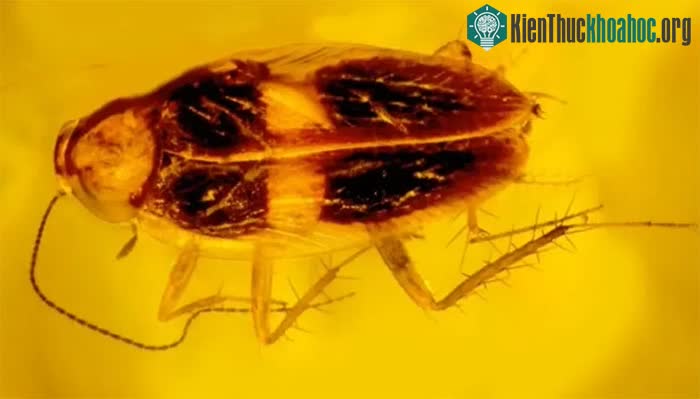 Gián được bảo quản trong hổ phách.