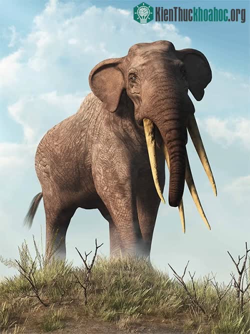 Bằng chứng về gomphotheres có từ 34 triệu năm trước vào cuối kỷ Eocene.