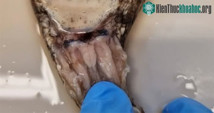 Các hemiclitores hình tam giác ở rắn cái.