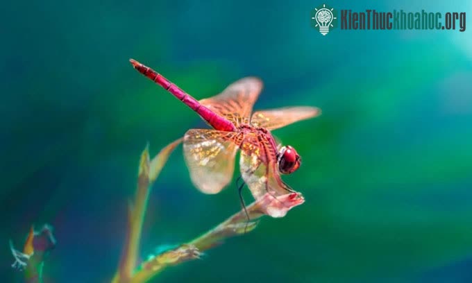 Chuồn chuồn có thể phát hiện những thay đổi ở tốc độ 300 lần một giây.