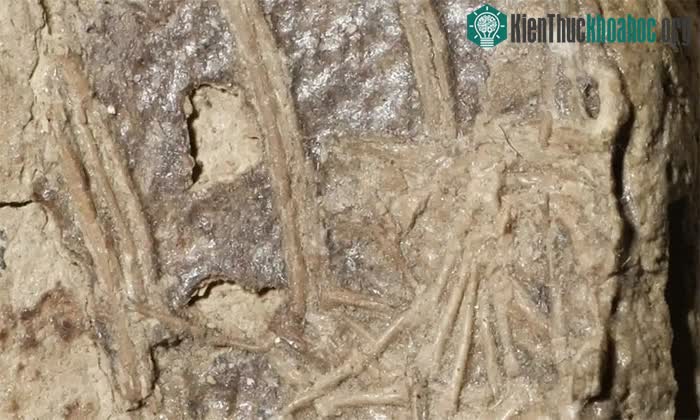 Hóa thạch cho thấy chân của một động vật có vú nhỏ bên trong khung xương của khủng long microraptor