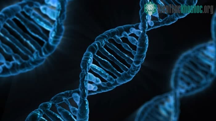 Không phải lúc nào kết quả xét nghiệm DNA cũng là chính xác.