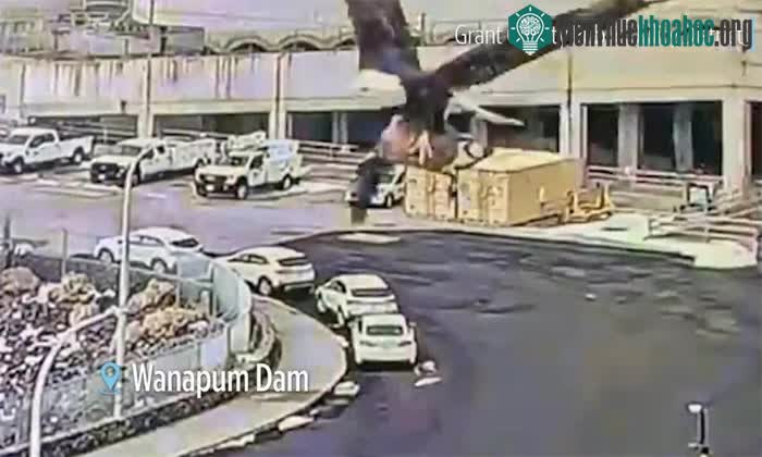 Đại bàng đầu trắng quắp một con ngỗng Canada lớn bay qua camera lắp gần đập
