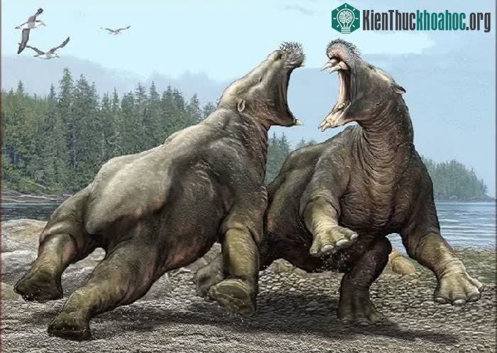 &nbsp;Desmostylus - loài hà mã thời tiền sử có răng nanh sắc như dạo cạo.