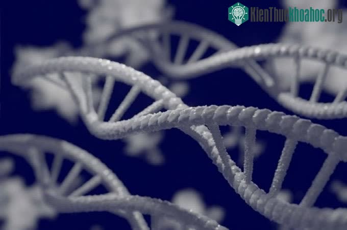 Minh họa một đoạn gene ở người.