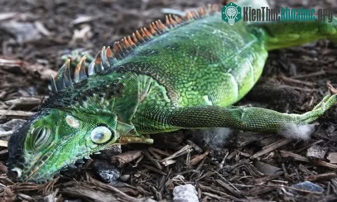 Một con cự đà bị tê liệt trong công viên Oakland ở Florida vào ngày 22/1/2020.