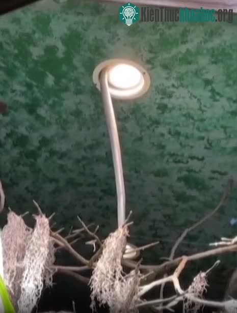 Hổ mang chúa Houdini chỉ mất vài ngày để tìm cách thoát thân.