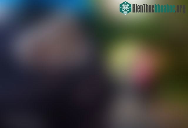 Người khiếm thị không hoàn toàn vẫn có thể nhìn thấy màu sắc