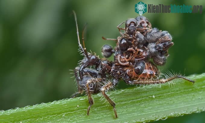 Bọ Acanthaspis petax với xác kiến trên lưng.