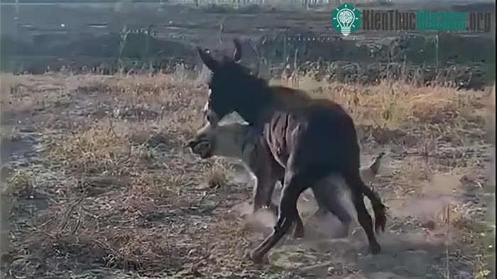 Chọn nhầm đối thủ, linh cẩu trả giá trước vẻ ngoài ngờ nghệch của lừa ảnh 0
