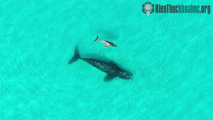 Việc 2 con cá voi khác loài quấn quýt nhau như này được nói là chưa từng ghi nhận trước đây