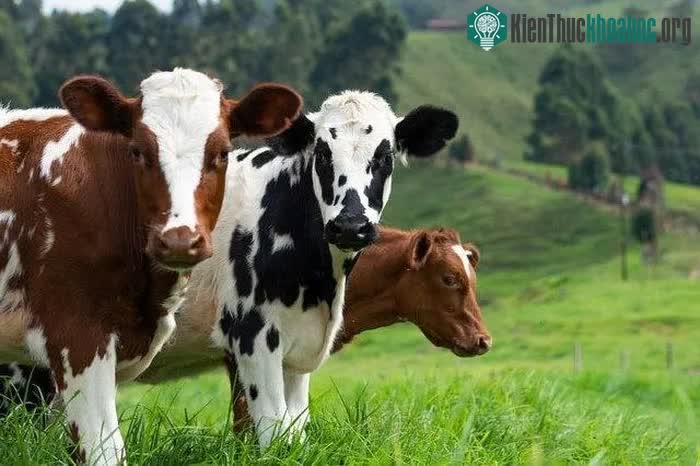 Nguy cơ thiếu hụt bơ sữa toàn cầu vì thời tiết khắc nghiệt ảnh 0