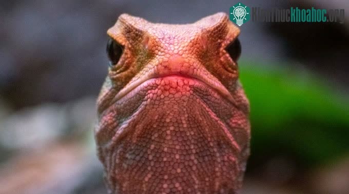 Kỳ đà Tuatara