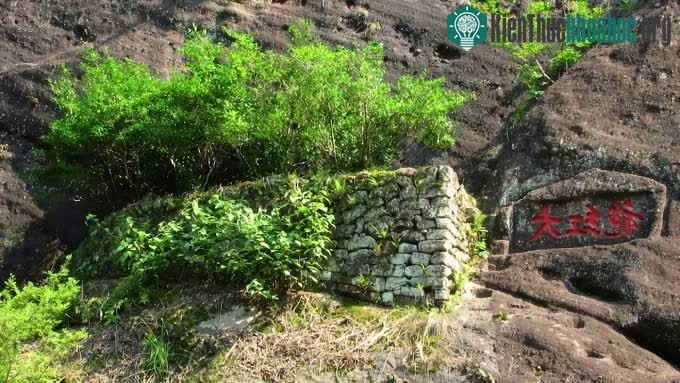 Loại trà mọc trên vách đá núi cao dựng đứng quanh năm sương mù, mây phủ của núi Vũ Di.