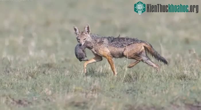 Một con chó rừng mẹ đang chạy, miệng giữ chặt đứa con nhỏ.&nbsp;