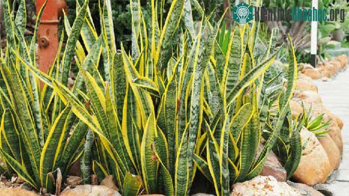 Cây lưỡi hổ thuộc họ Măng tây, có chiều cao từ 50 đến 60cm.