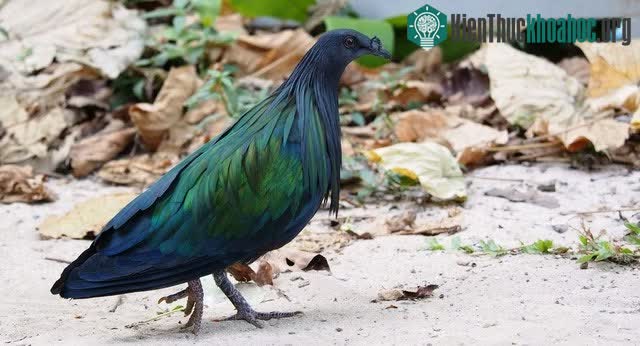 Bồ câu Nicoba là loài quý hiếm có tên trong sách Đỏ của Việt Nam và thế giới.