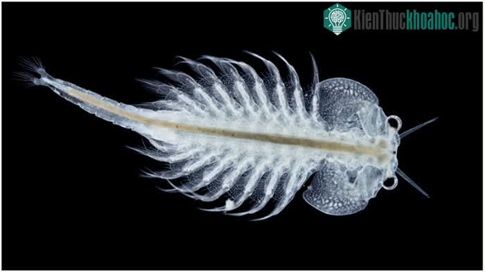Artemia salina là một loài tôm nước muối