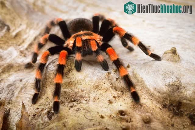 Nhện Tarantula